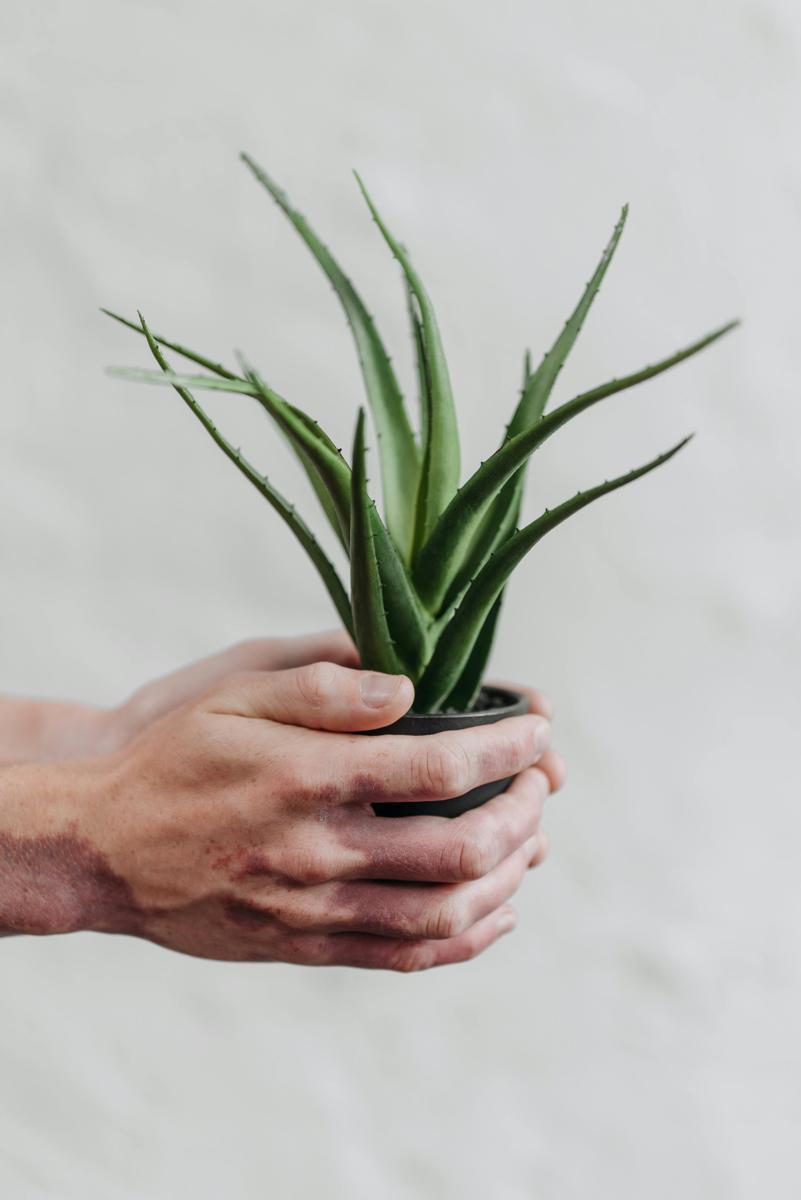 Aloe vera