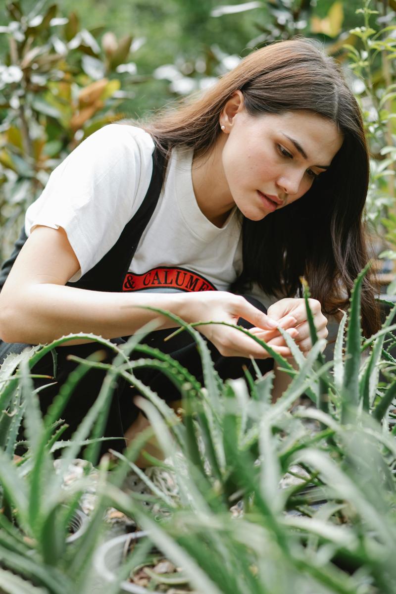 Aloe vera