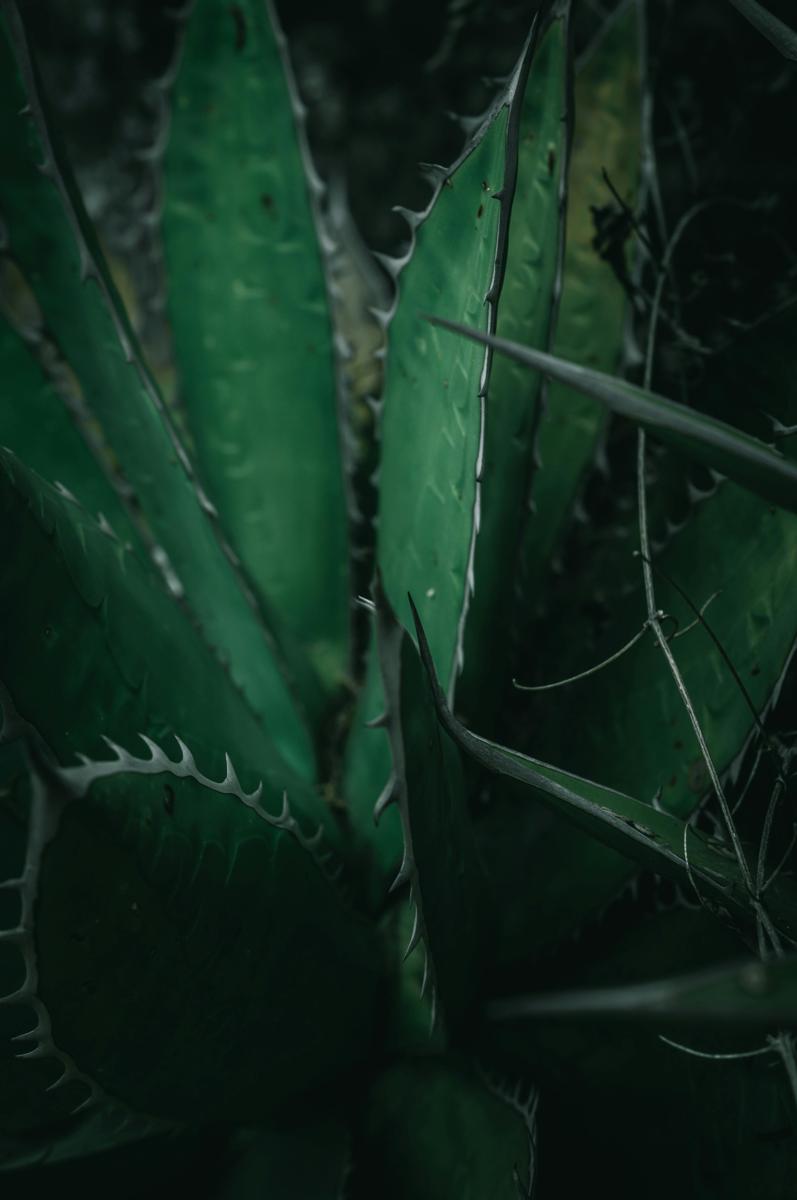 Czy aloes jest trujcy dla ludzi i zwierzt? Rozwiewamy wtpliwoci -  aloesowa.pl