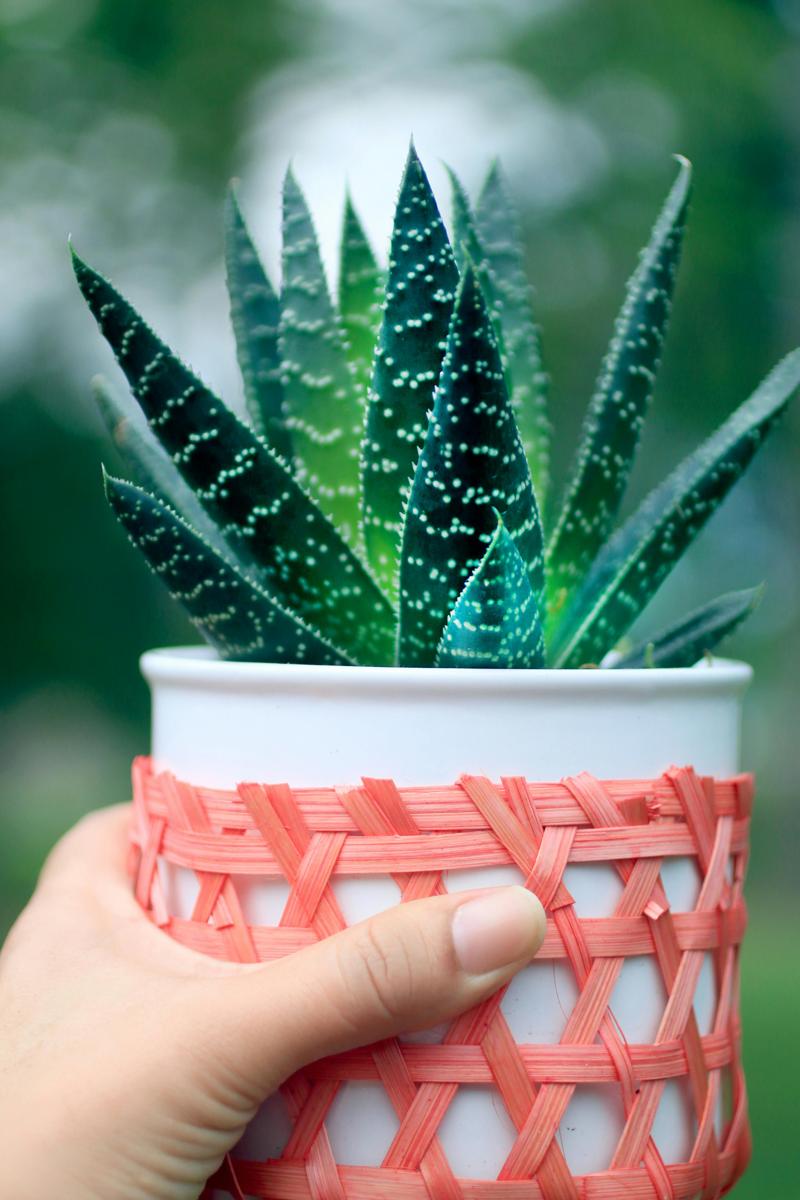 Aloe vera