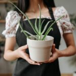 Jak wykorzystać aloes z doniczki w codziennej pielęgnacji i zdrowiu