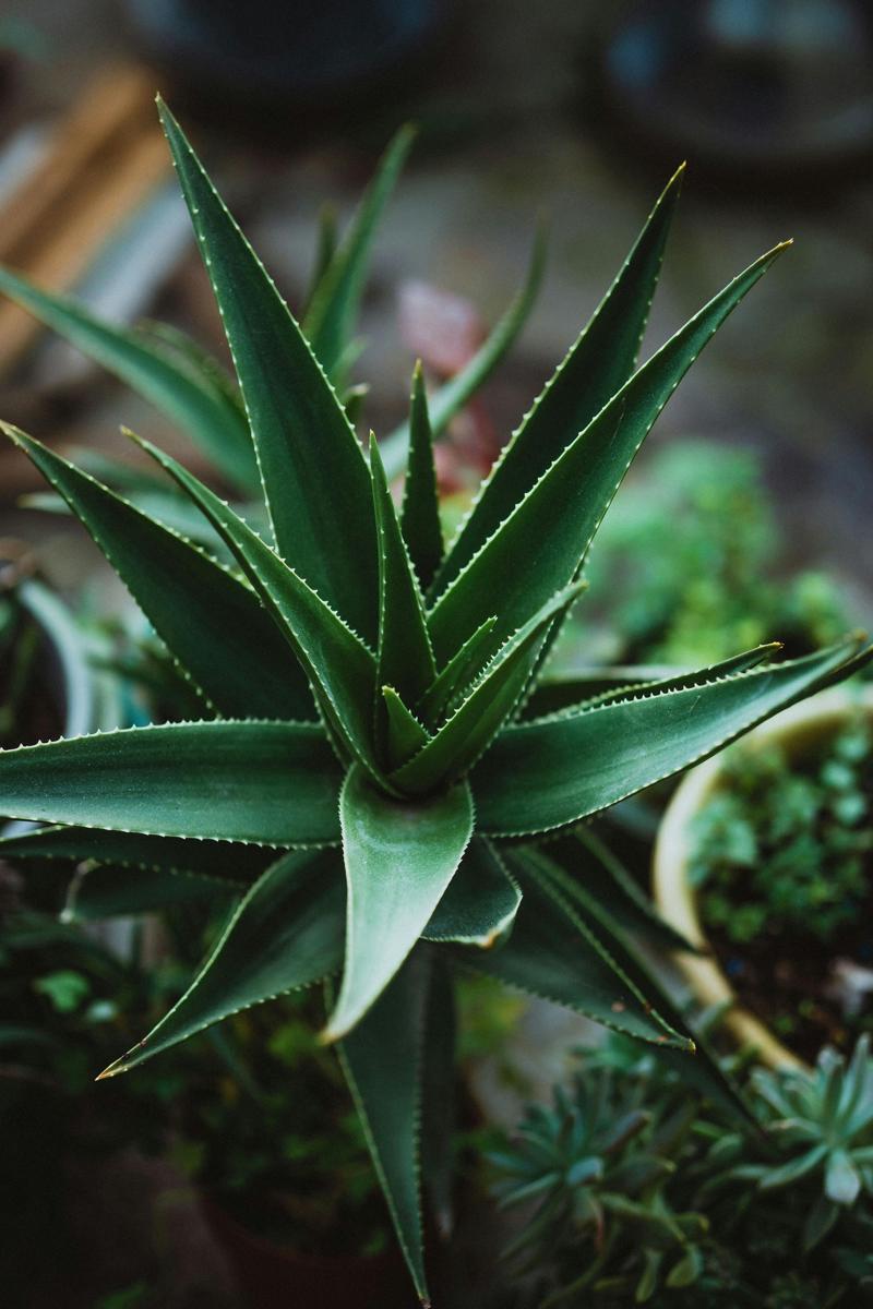Aloe vera