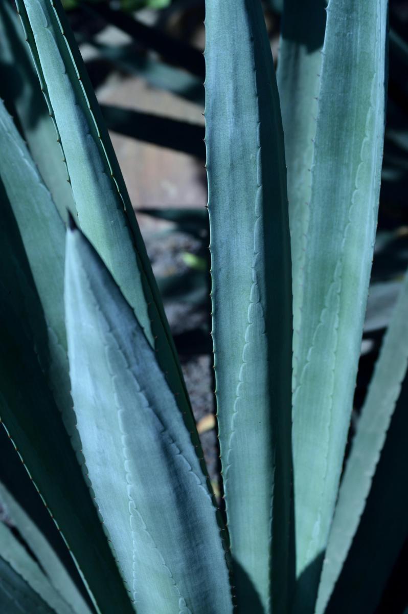 Aloe vera