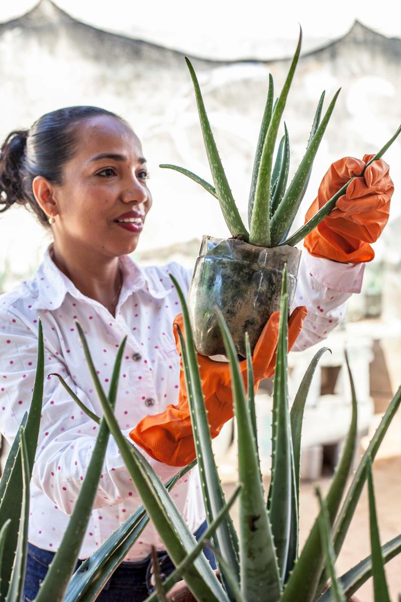 Aloe vera