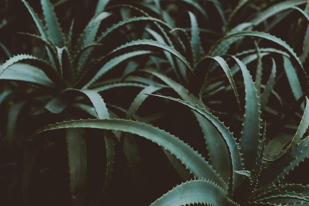 Aloe vera