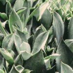 Jak dbać o aloes vera w domowych warunkach