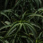 Jak często podlewać aloes w doniczce, aby zadbać o jego zdrowie?