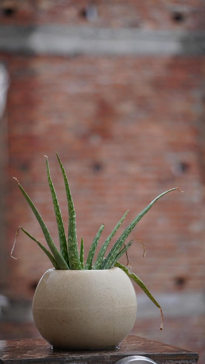 Aloe vera