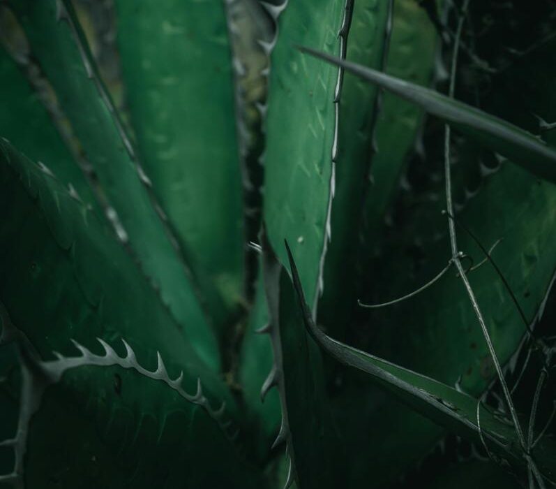 Jak sadzi aloes w doniczce: poradnik krok po kroku - aloesowa.pl