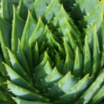 Co daje aloes na twarz i jak go skutecznie stosować?