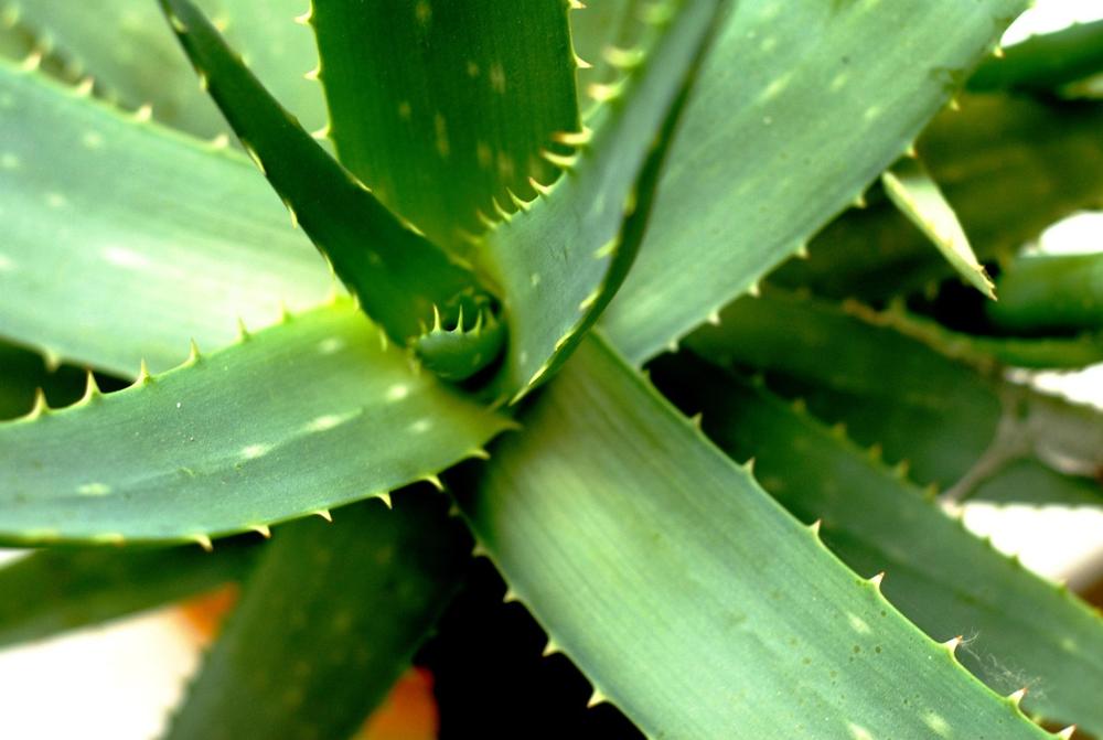 Jak sadzi aloes w doniczce: poradnik krok po kroku - aloesowa.pl
