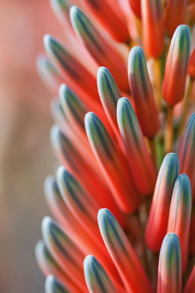 aloe vera lippenpflege LALALIPS Lippenpflege