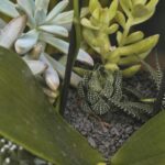 Gdzie kupić aloes do picia? Przewodnik po najlepszych miejscach zakupu i jakości produktów