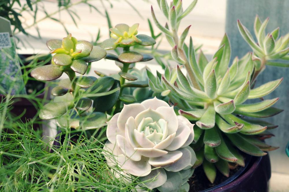 Succulent plants-b34aee080ab54e389dbc69dd88e8e85c.jpg Succulent plants