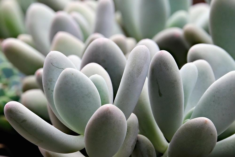 Succulent plants-b34aee080ab54e389dbc69dd88e8e85c.jpg Succulent plants