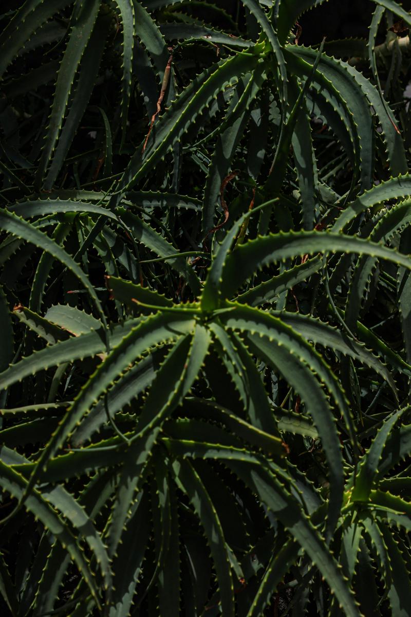 aloe harvesting