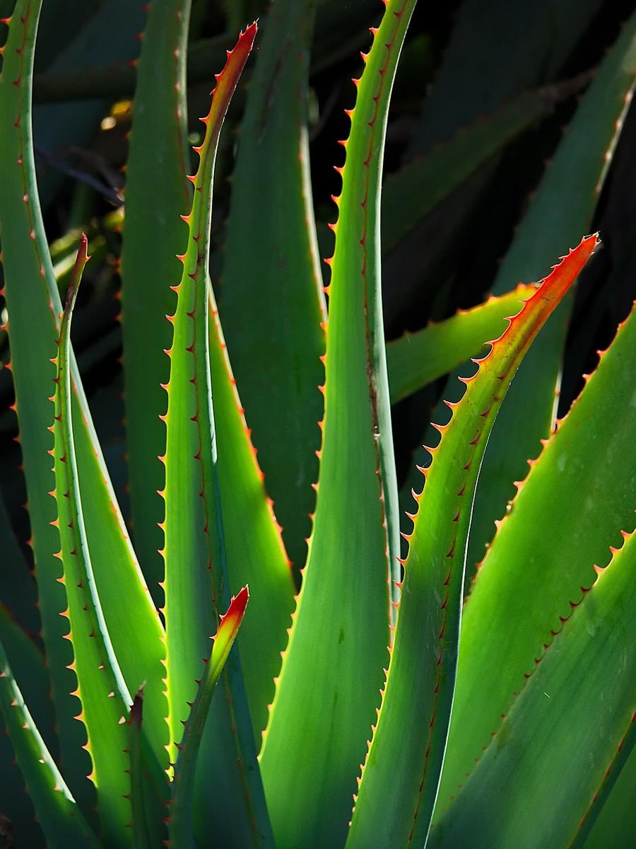 aloe harvesting