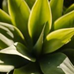 Jak wygląda aloes zwyczajny i jakie ma właściwości?