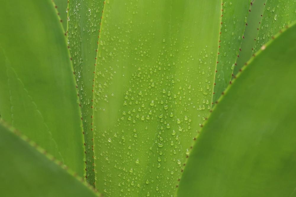aloe leaf