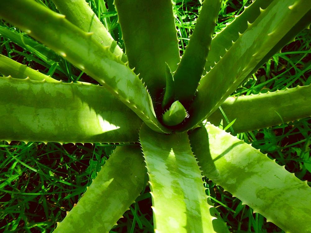Jak ukorzeni aloes w kilku prostych krokach - aloesowa.pl