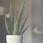 Jak pić aloes dla zdrowia i pięknej skóry