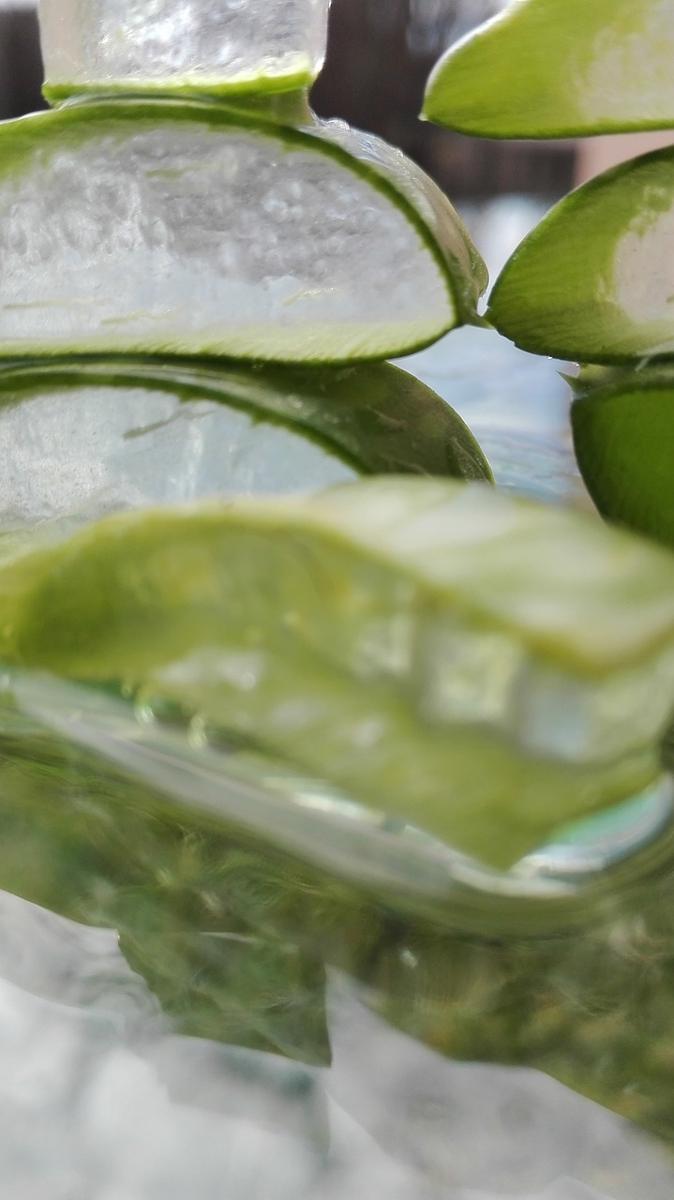 aloe vera
