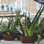 Jakie działanie ma aloes i dlaczego warto go stosować w pielęgnacji?