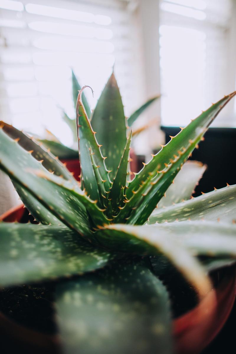 aloe vera