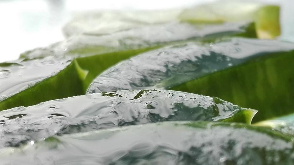 Jak wyglda aloes leczniczy i jego charakterystyczne cechy - aloesowa.pl