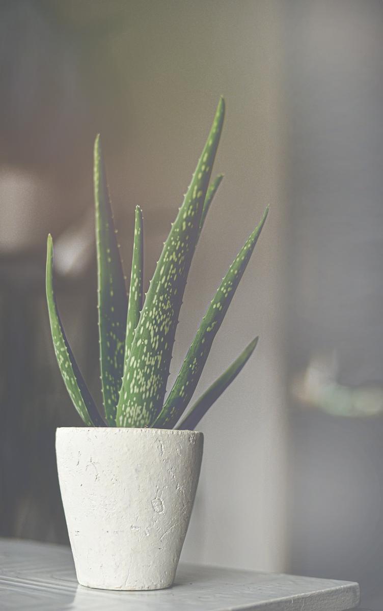 aloe vera-3b3654fb21f94667b63f0f96cf56f802.jpg aloe vera