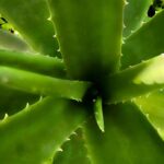 Jak stosować aloes na rany i przyspieszyć gojenie skóry