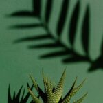 Czy aloes jest trujący dla ludzi i zwierząt? Rozwiewamy wątpliwości