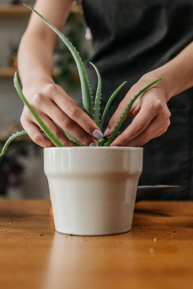 aloe vera