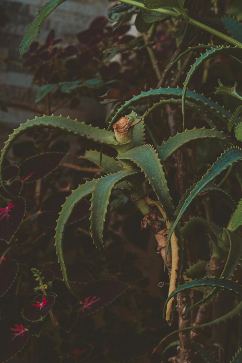 aloe vera