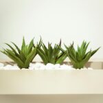 Jak smakuje aloes i co warto wiedzieć o jego smakowych wariantach?