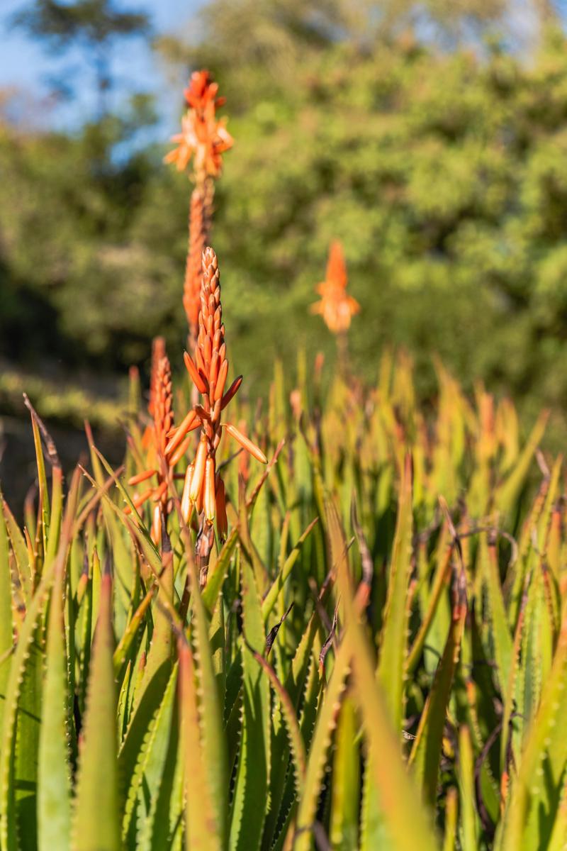 aloe vera direkt auf die haut Aloe Vera Gel – Feuchtigkeitspflege für trockene und sonnenstrapazierte Haut main image 1
