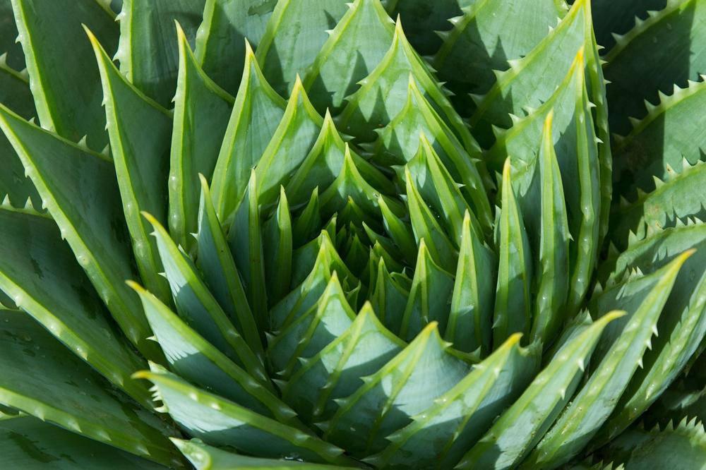 aloe vera and essential oils 4 lbs 100% Cold Pressed Natural Aloe Vera Oil Unrefined main image 1