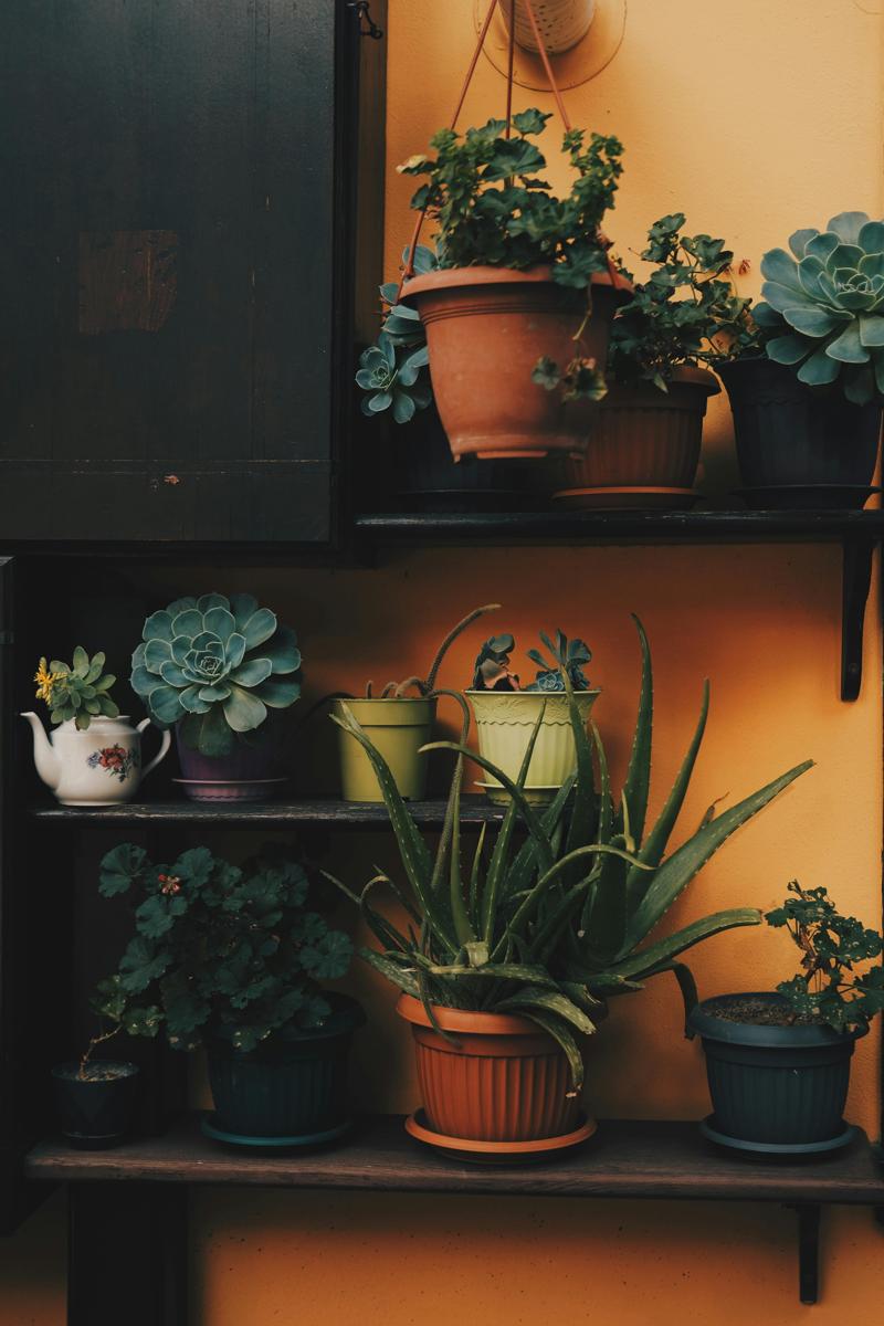 aloe vera