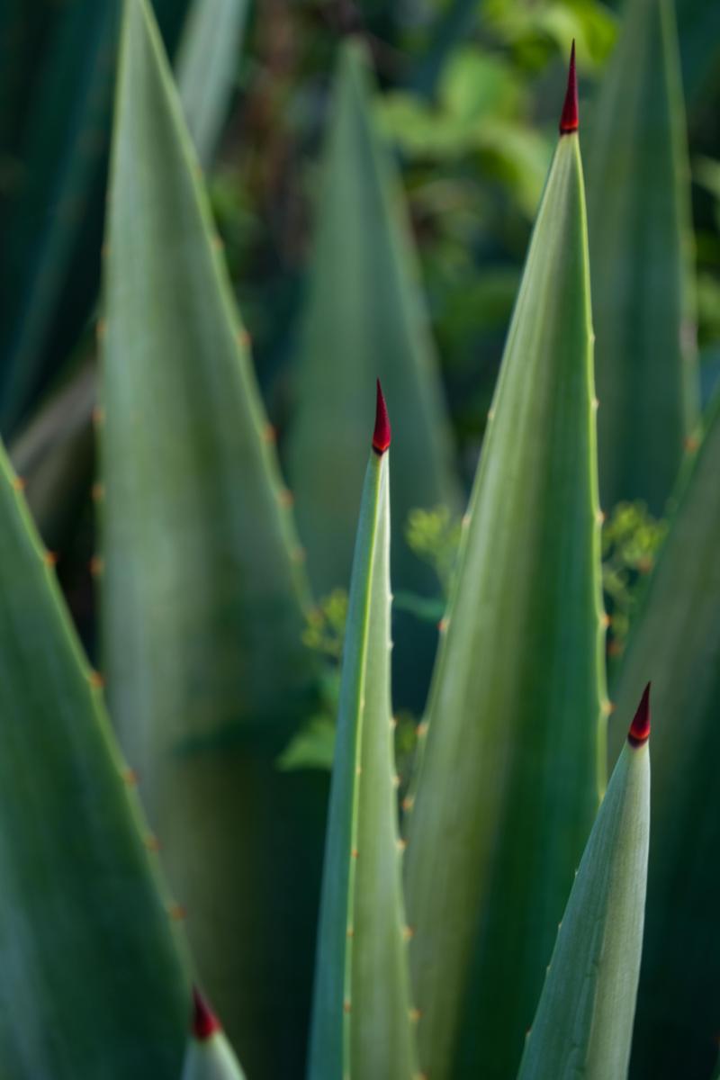 aloe vera