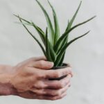 Czy aloes jest trujący dla ludzi i zwierząt? Rozwiewamy wątpliwości
