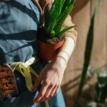 Jak często podlewać aloes w doniczce, aby zadbać o jego zdrowie?