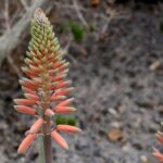 Co daje aloes na twarz i jak go skutecznie stosować?