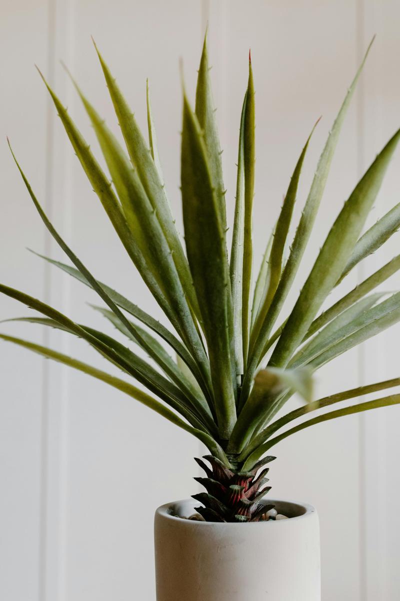aloe vera