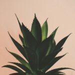 Aloe vera gelly na co dzień: odkryj korzyści i zastosowania tego wyjątkowego produktu