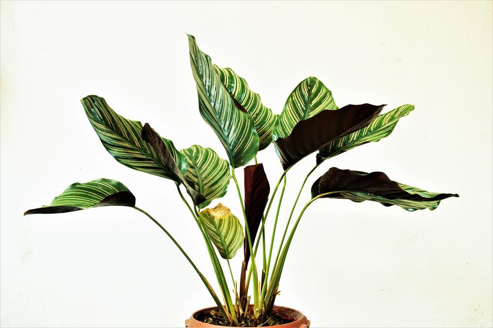 indoor plants