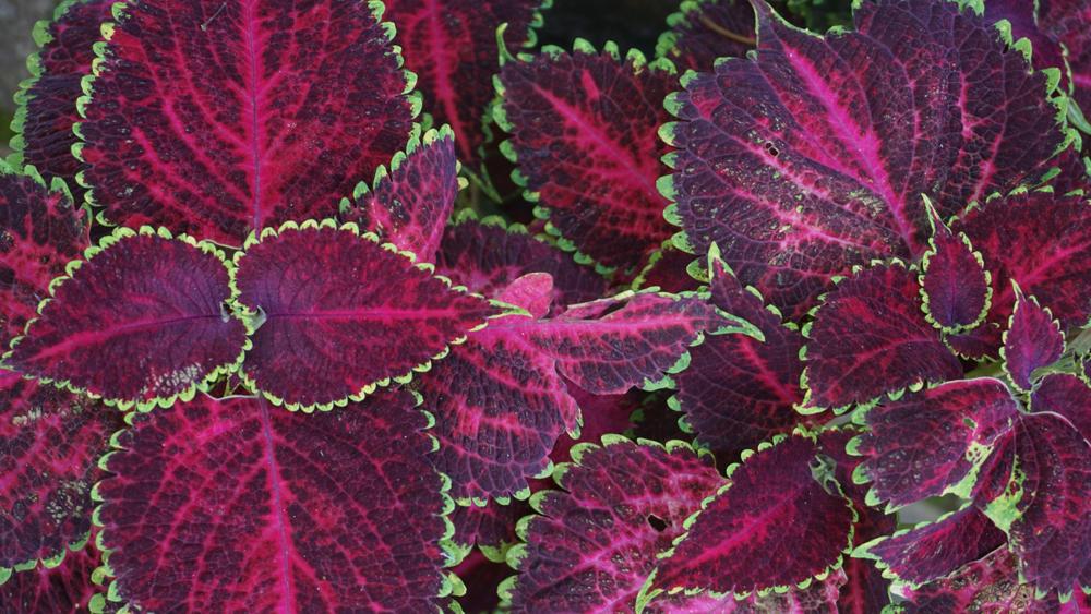 indoor plants